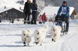 Lenk 2012 SM